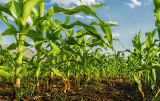 cultura-de-porumb