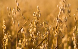 ovaz-cultura-mecarul