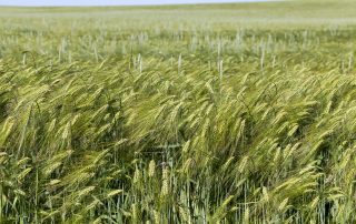 cultura-desecară-meca-rul.