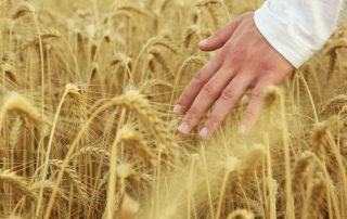 evolutia-agriculturii-irigatii-mecarul-blog