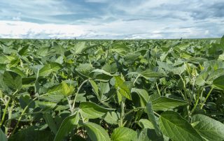 cultura-de-soia-tot-ce-trebuie-sa-stii-meca-rul