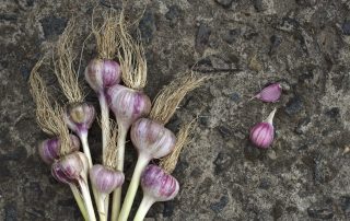 cultura-de-usturoi-informatii-utile-meca-rul