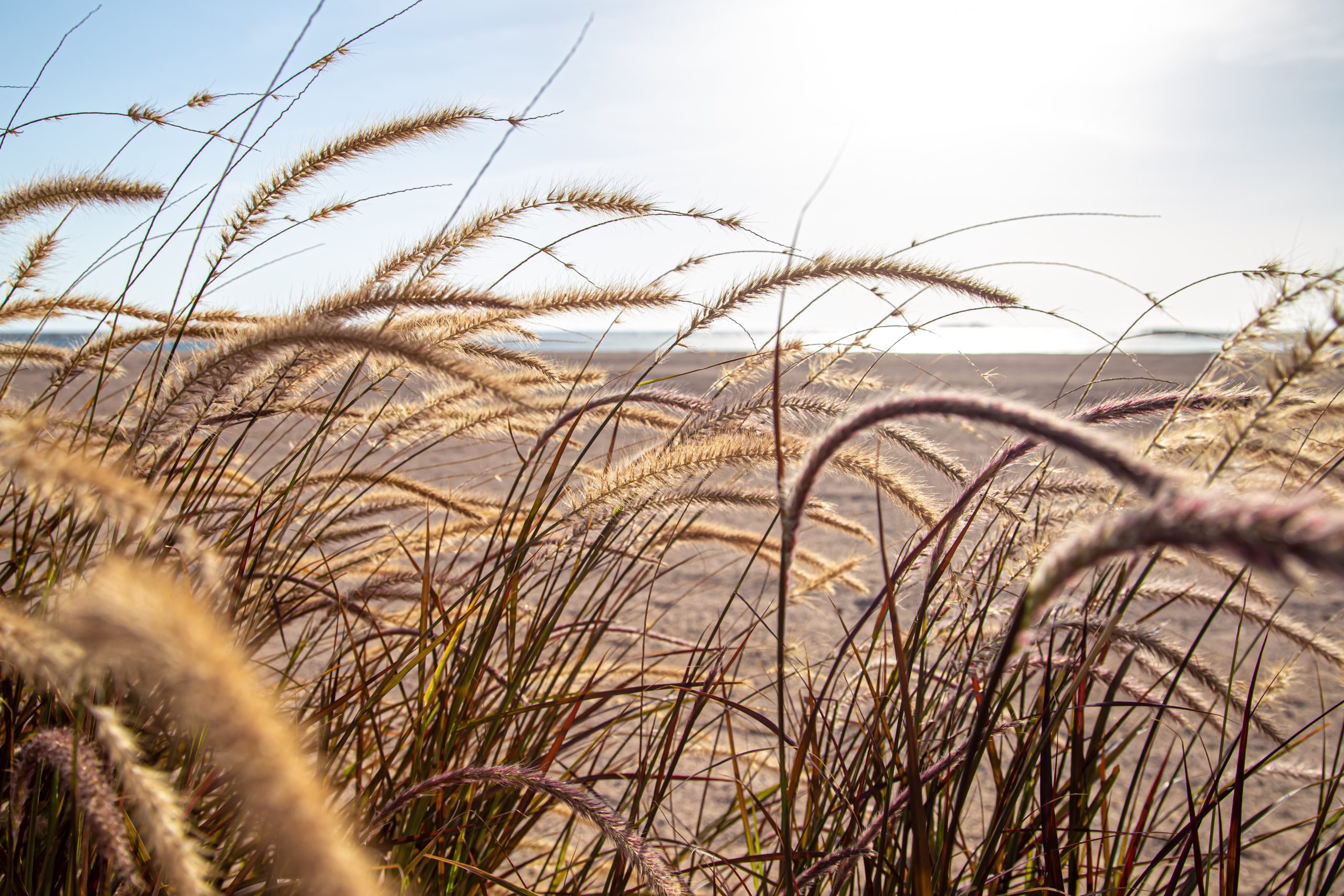 triticale-cum-sa-obtii-o-cultura-de-calitate-meca-rul.
