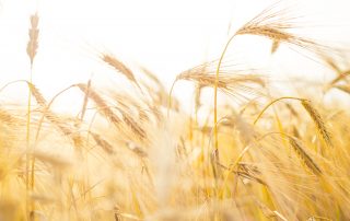 triticale-cum-sa-obtii-o-cultura-de-calitate-meca-rul0