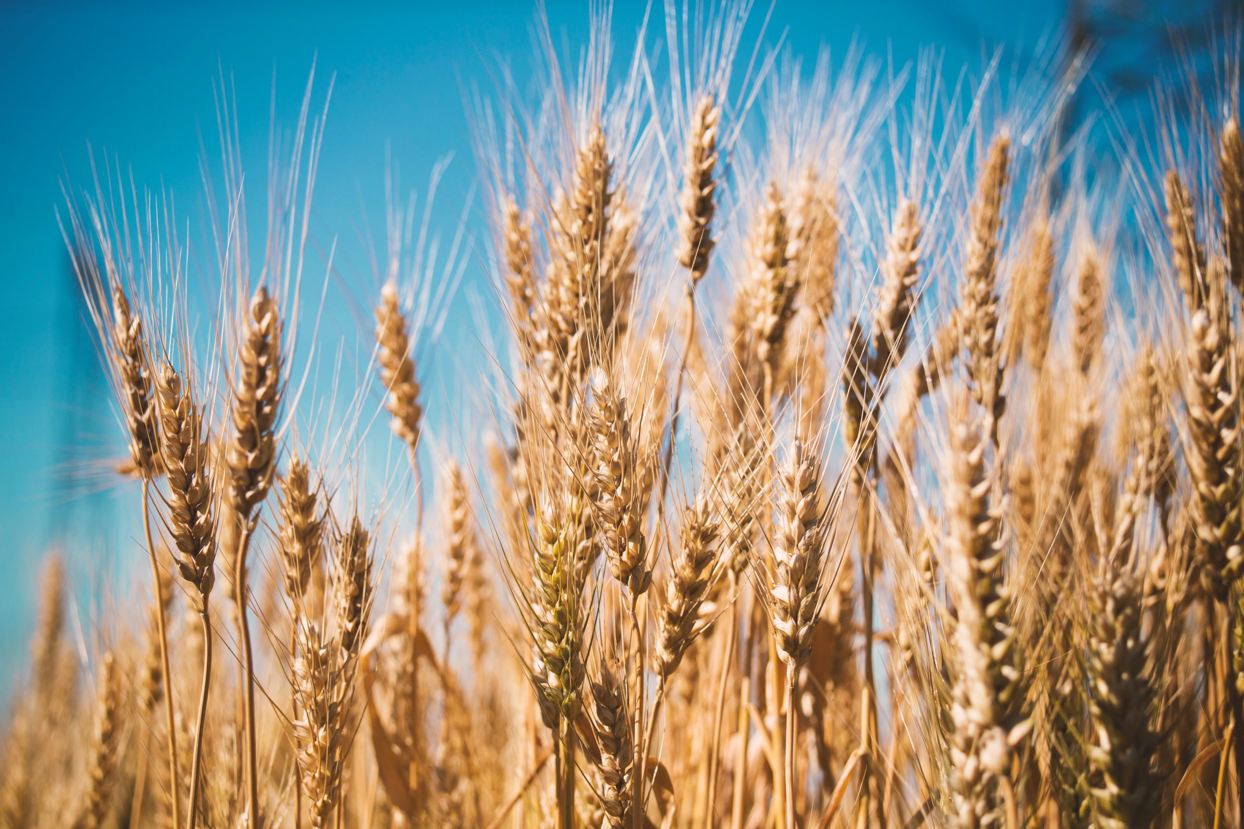 triticale-cum-sa-obtii-o-cultura-de-calitate-meca-rul00