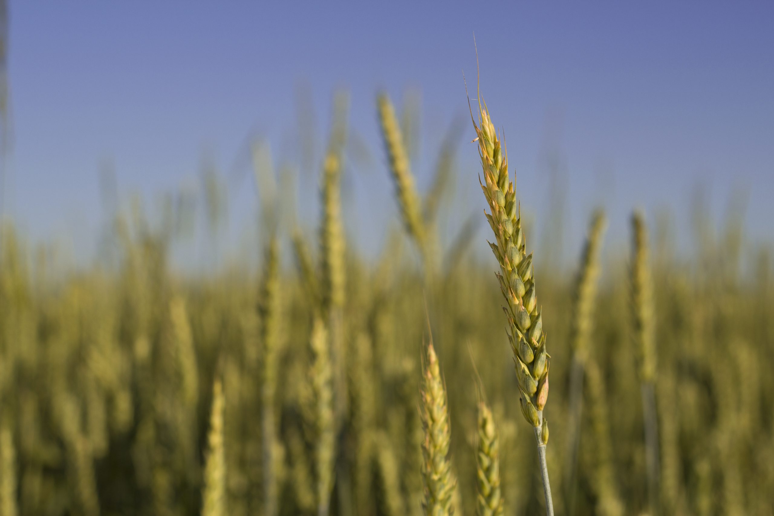 triticale-cum-sa-obtii-o-cultura-de-calitate-meca-rul1