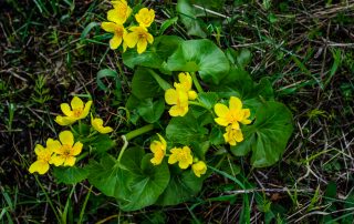 Combaterea teisorului