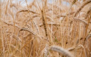 fainarea cerealelor- tot ce trebuie sa stii