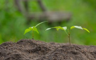 Pregatirea solului inainte de plantare – Informatii utile