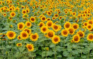 Cultura de floarea-soarelui – Etape de îngrijire