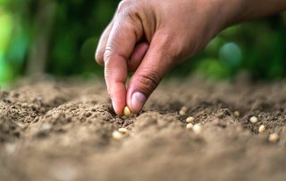 Luna mai in agricultura - activitati specifice