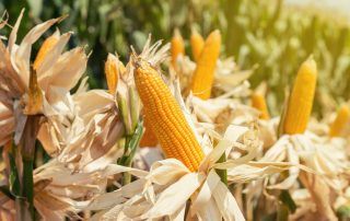 cultura de porumb