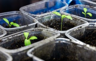 germinarea semintelor